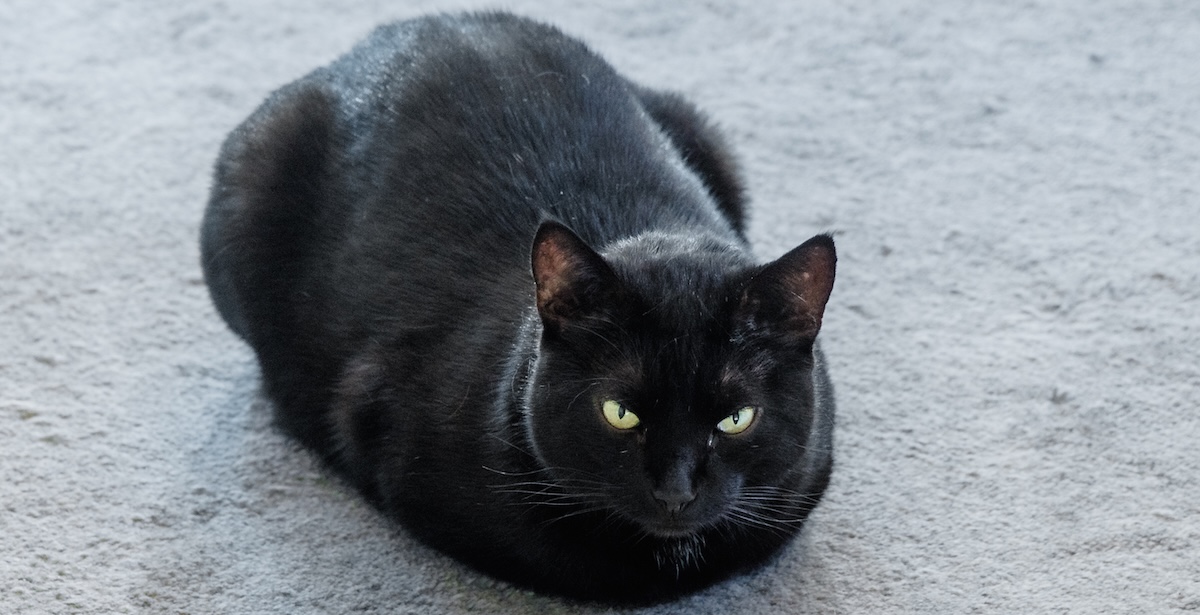 Una città spagnola ha limitato le adozioni di gatti neri durante Halloween