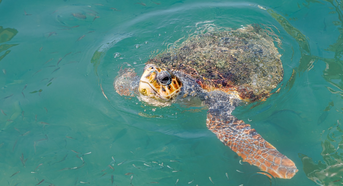 Sempre più tartarughe marine nidificano in Italia
