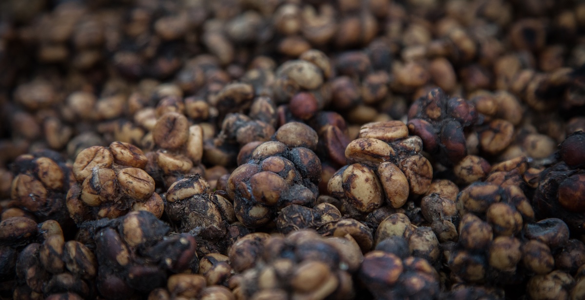 Il caffè fatto con la cacca di zibetto è ancora un mistero