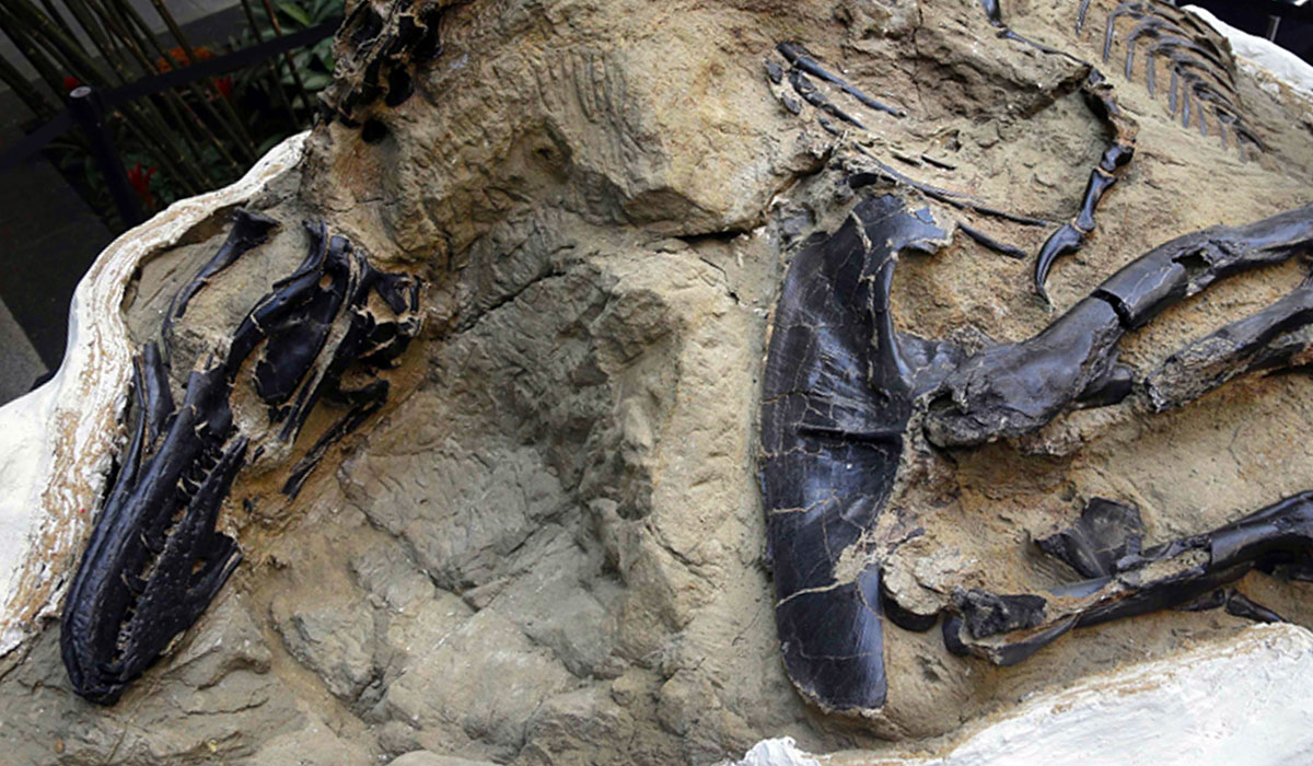 È stata risolta un’annosa disputa sui tirannosauri, forse