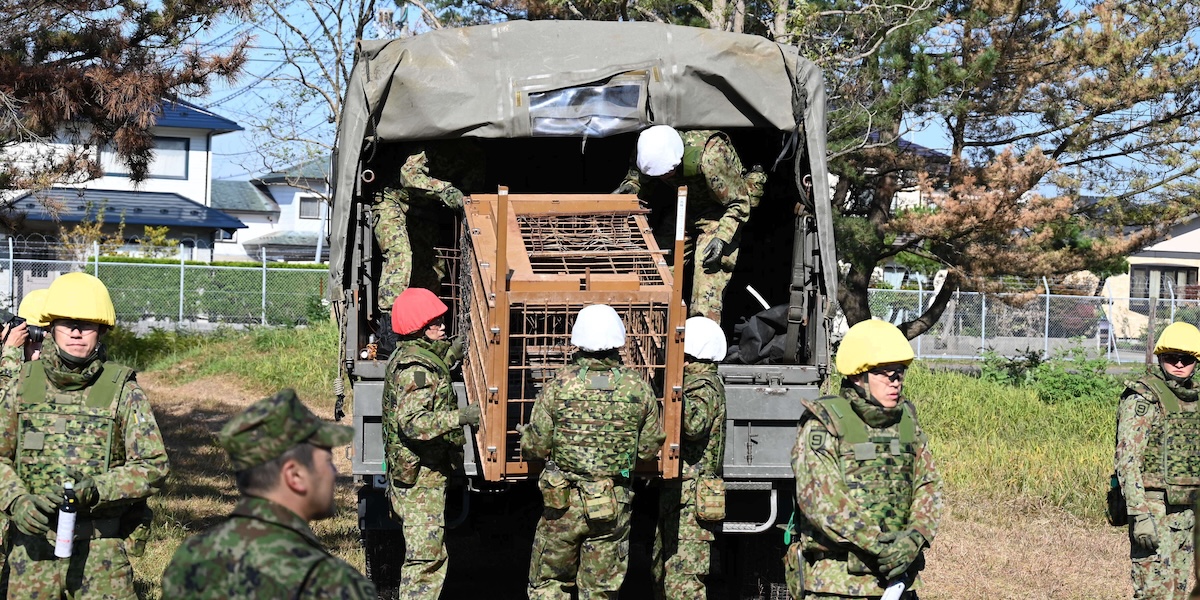 In Giappone servono i soldati per fermare gli attacchi degli orsi