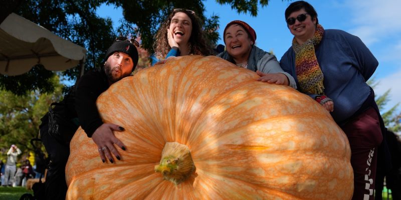 15 Semi Di ZUCCA GIGANTE BIG MAX Con Omaggio E Spedizione Gratis - Fatti In Italia