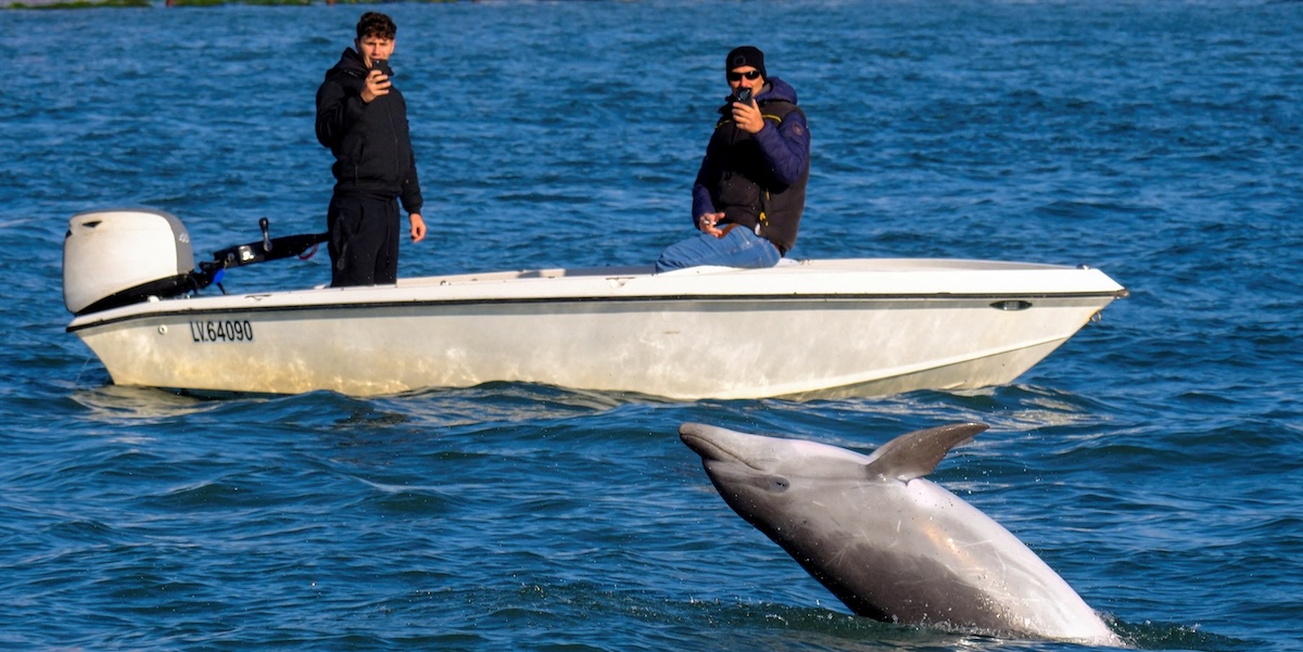 A Venezia c’è una nuova attrazione turistica: un delfino