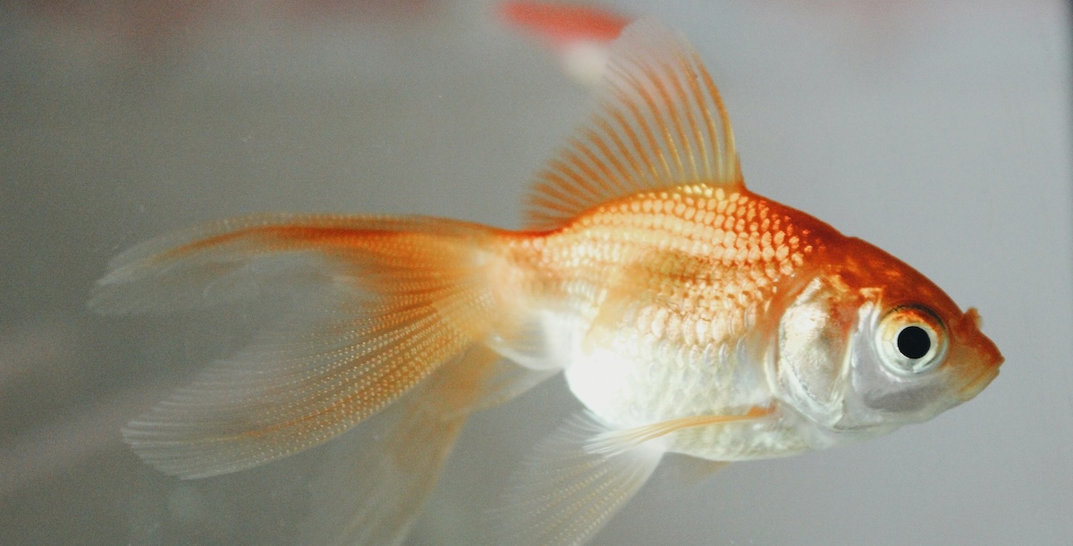 Ottawa è alle prese con un’invasione di pesci rossi