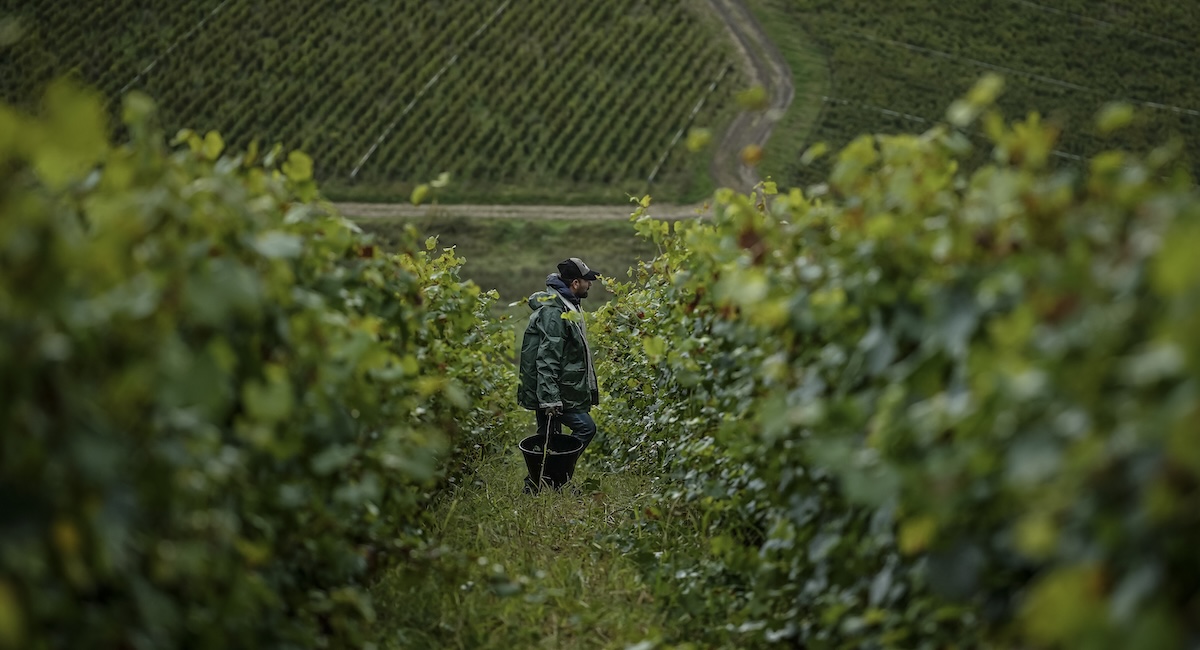 Anche quest’anno la Francia pagherà gli agricoltori per ridurre i vigneti