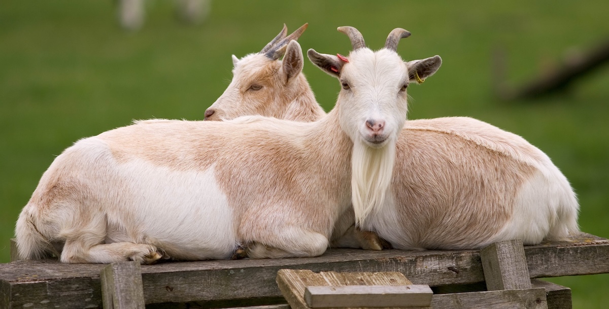 In Grecia si litiga sui vaccini per capre e pecore