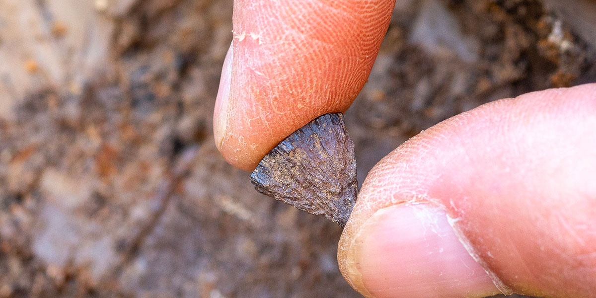 Una nuova prova della domesticazione del fuoco è molto più antica della precedente