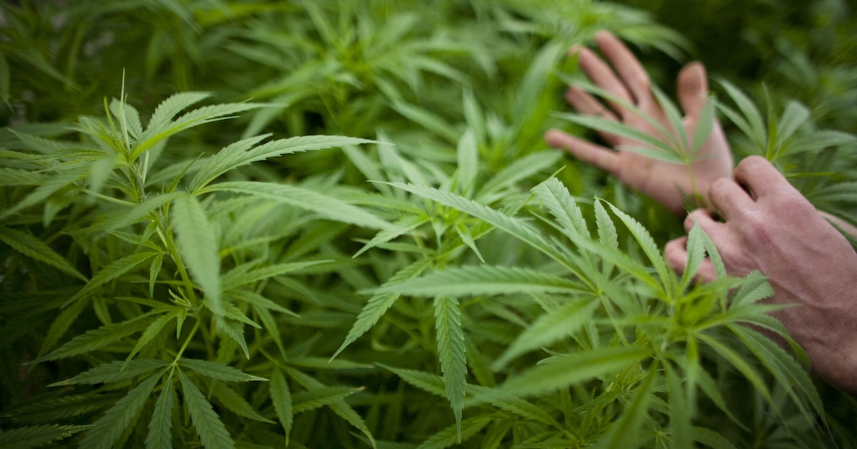 Le prove sui benefici della cannabis a uso terapeutico sono ancora poche