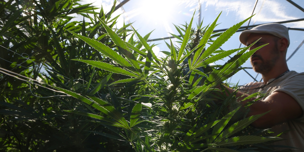 Sulla cannabis light si va avanti a ricorsi e sentenze