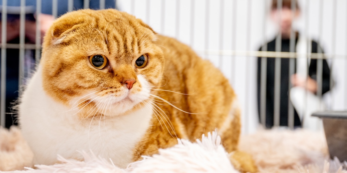 I Paesi Bassi hanno vietato il possesso di alcuni tipi di gatti