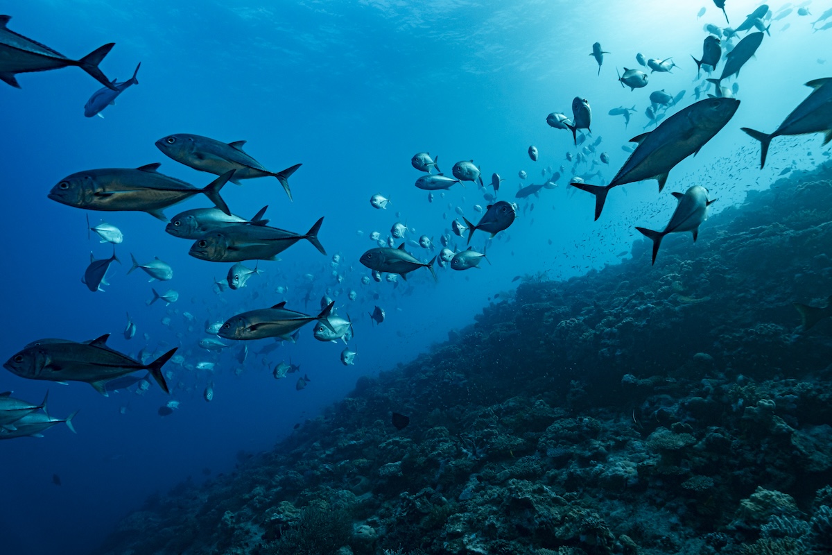 Anche gli animali hanno problemi con la disinformazione