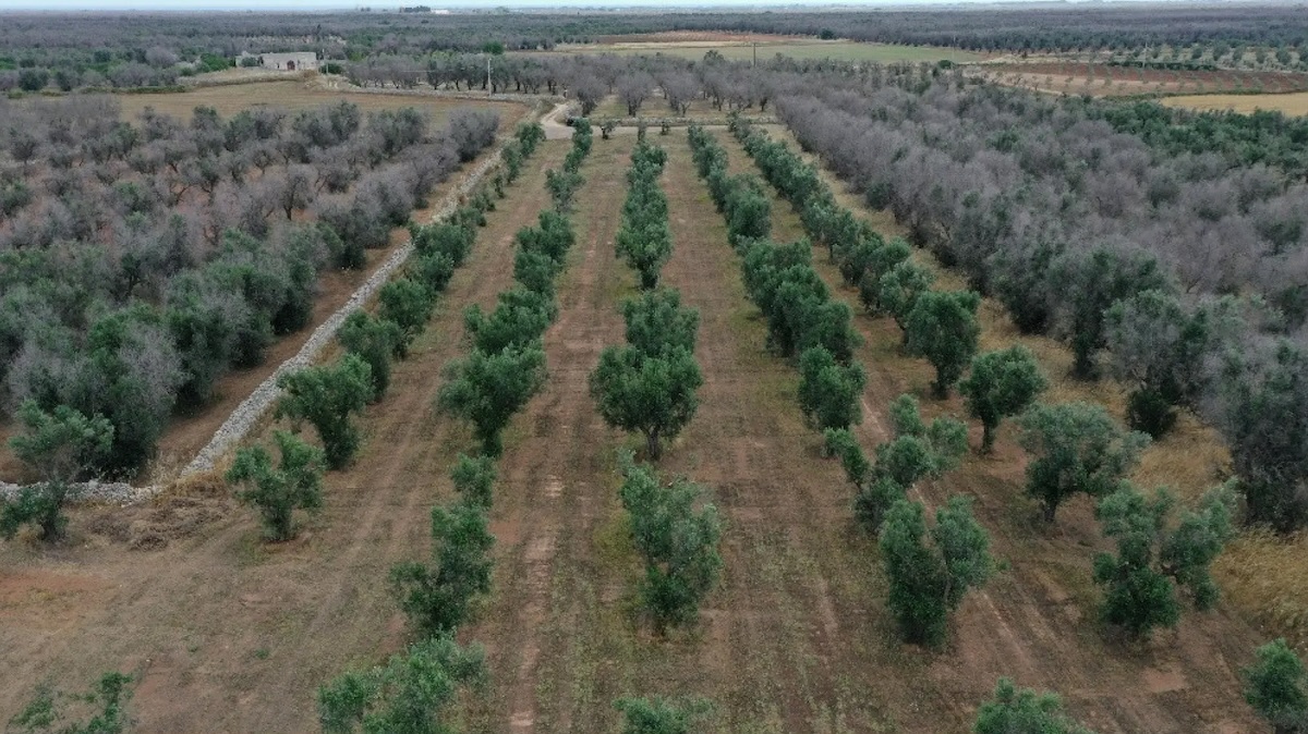 C’è una novità sulla Xylella in Salento, ma ancora non sappiamo spiegarla