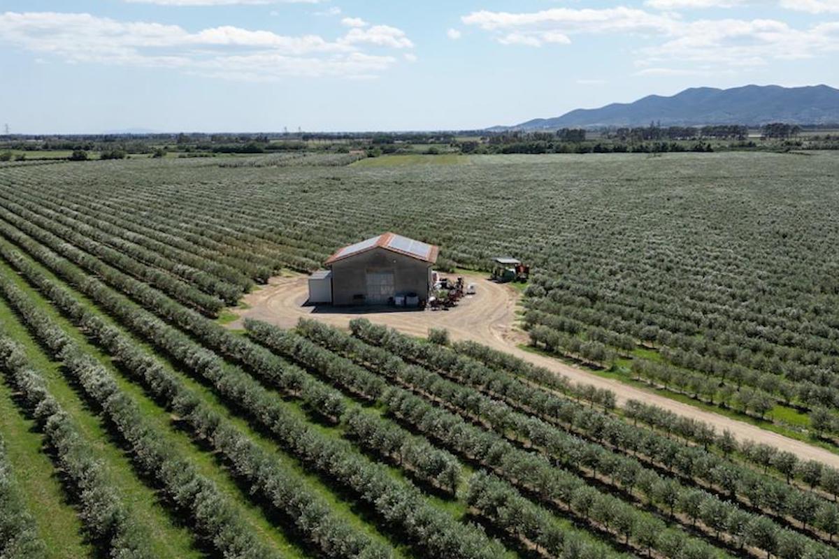 In Italia si possono fare molti soldi con gli ulivi