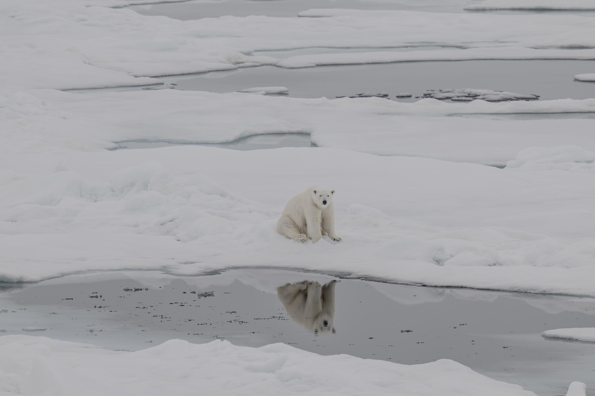 Alle Svalbard alcuni orsi polari stanno ingrassando