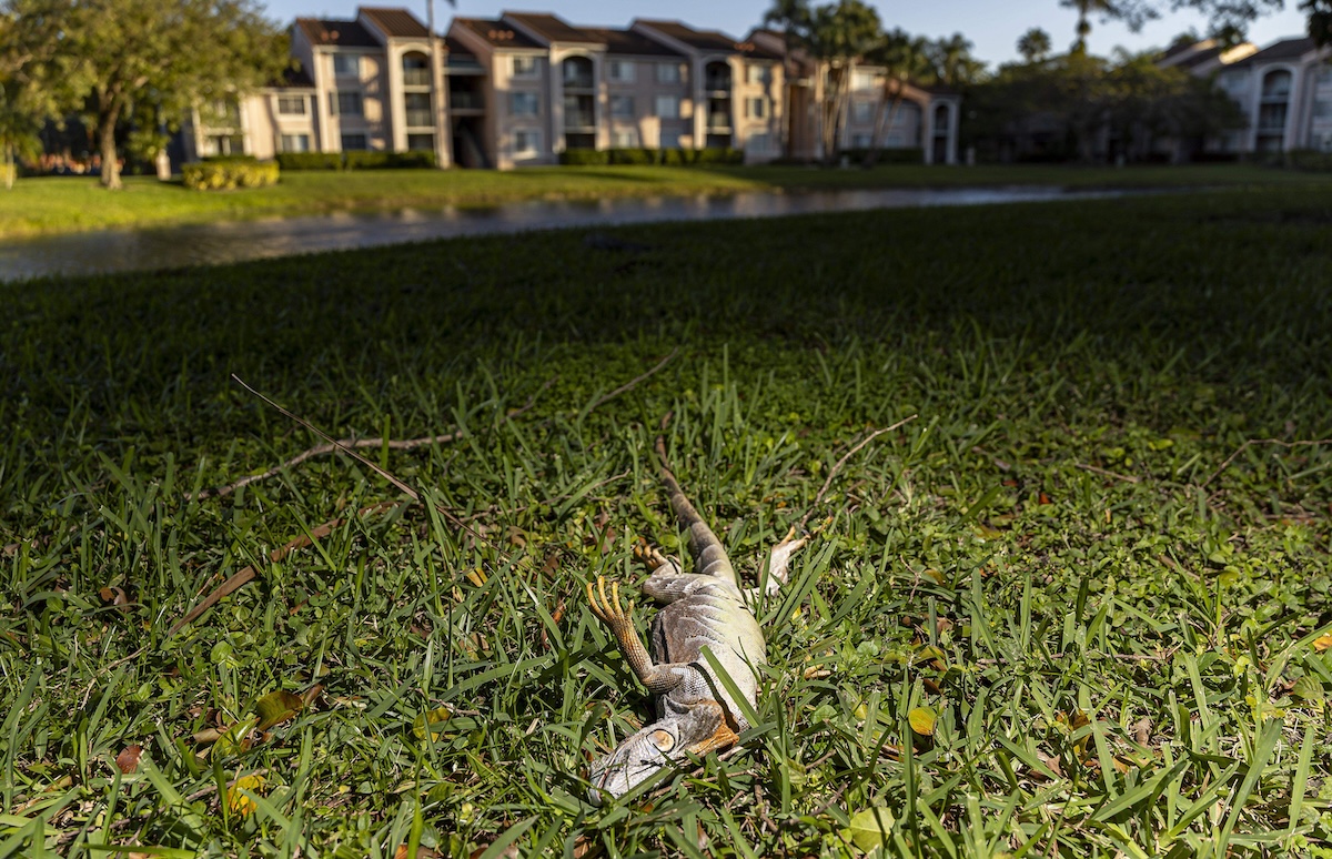 Le iguane immobilizzate dal gran freddo in Florida