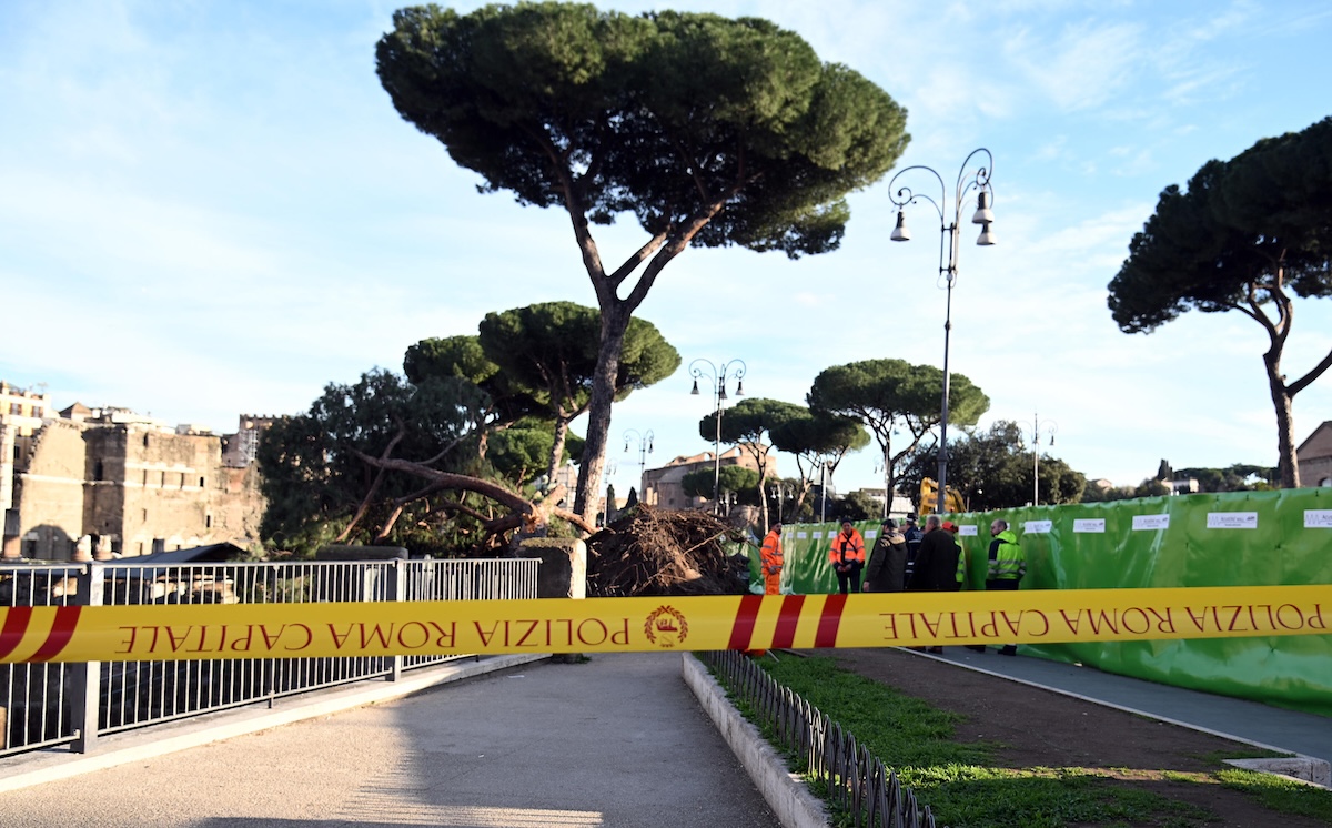 Roma deve capire cosa fare coi pini di via dei Fori Imperiali