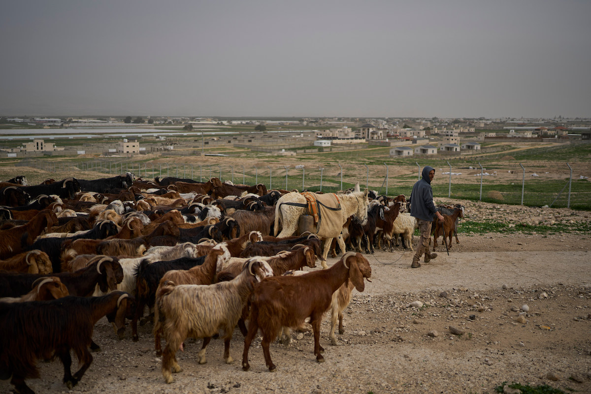 Un pastore palestinese con il suo gregge nella valle del Giordano in Cisgiordania, 9 febbraio 2026 (AP Photo/Ohad Zwigenberg)