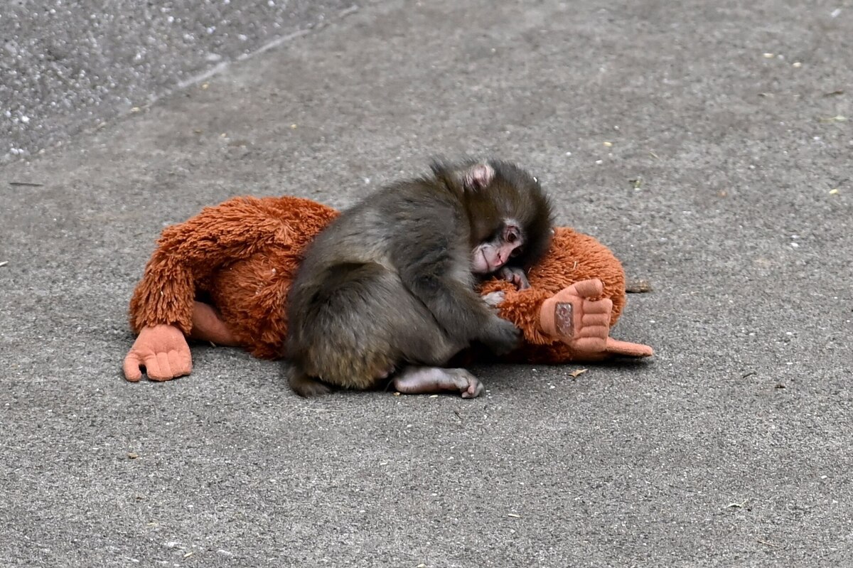 Internet è pieno di violenza sugli animali