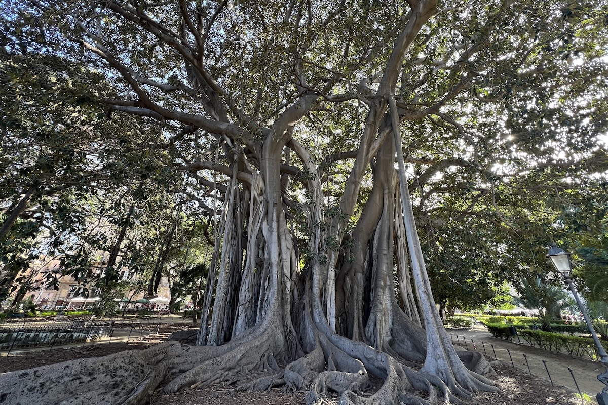 Uno degli alberi più grandi e vecchi d’Europa è molto malato