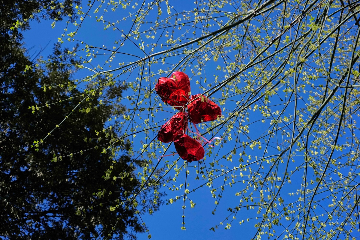Palloncini a forma di cuore incastrati tra i rami di un albero a Roma, 18 marzo 2026 (AP Photo/Gregorio Borgia)
