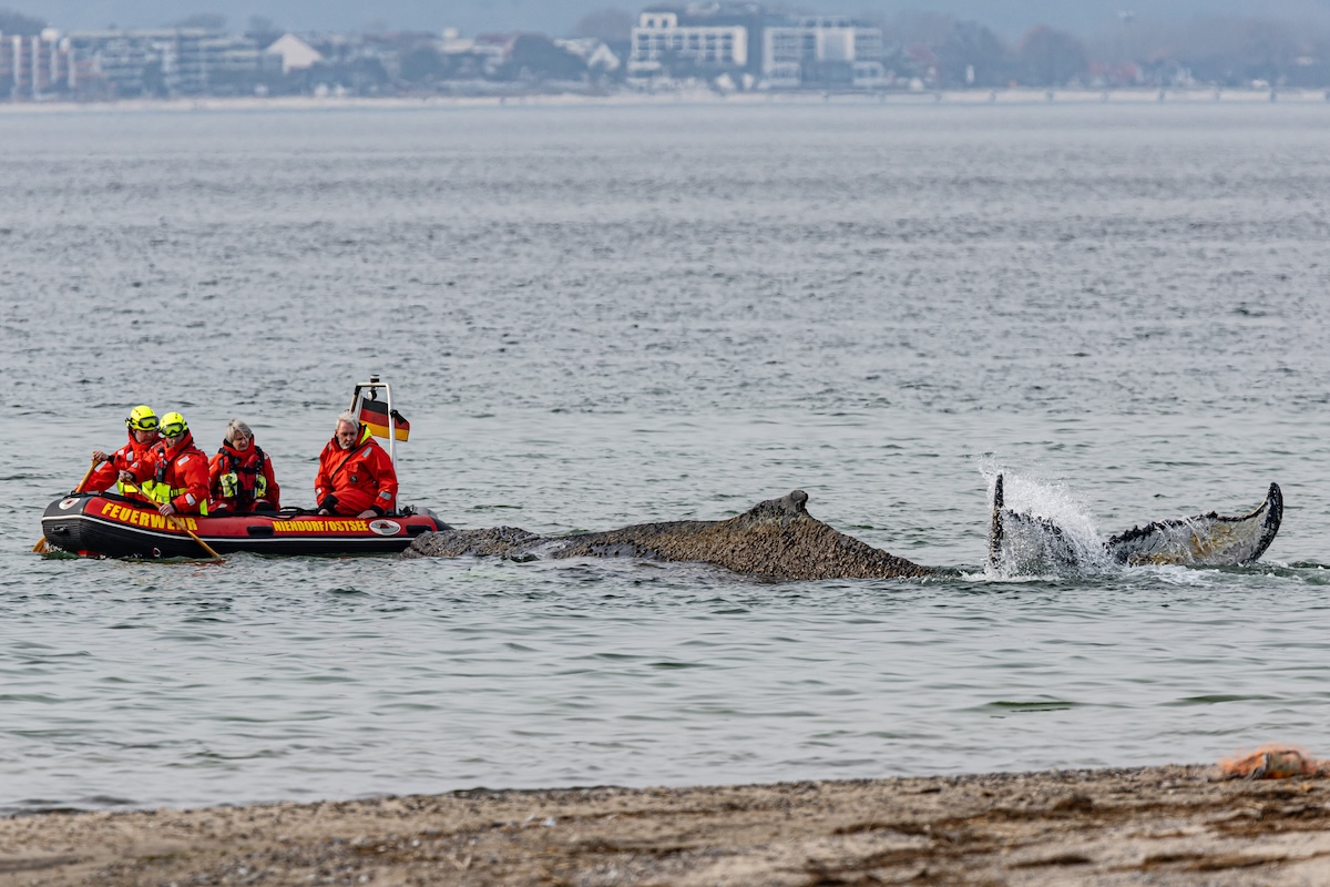 I vigili del fuoco vicino alla megattera arenatasi a Niendorf, Germania, 23 marzo 2026 (DPA/Ulrich Perrey/AP)