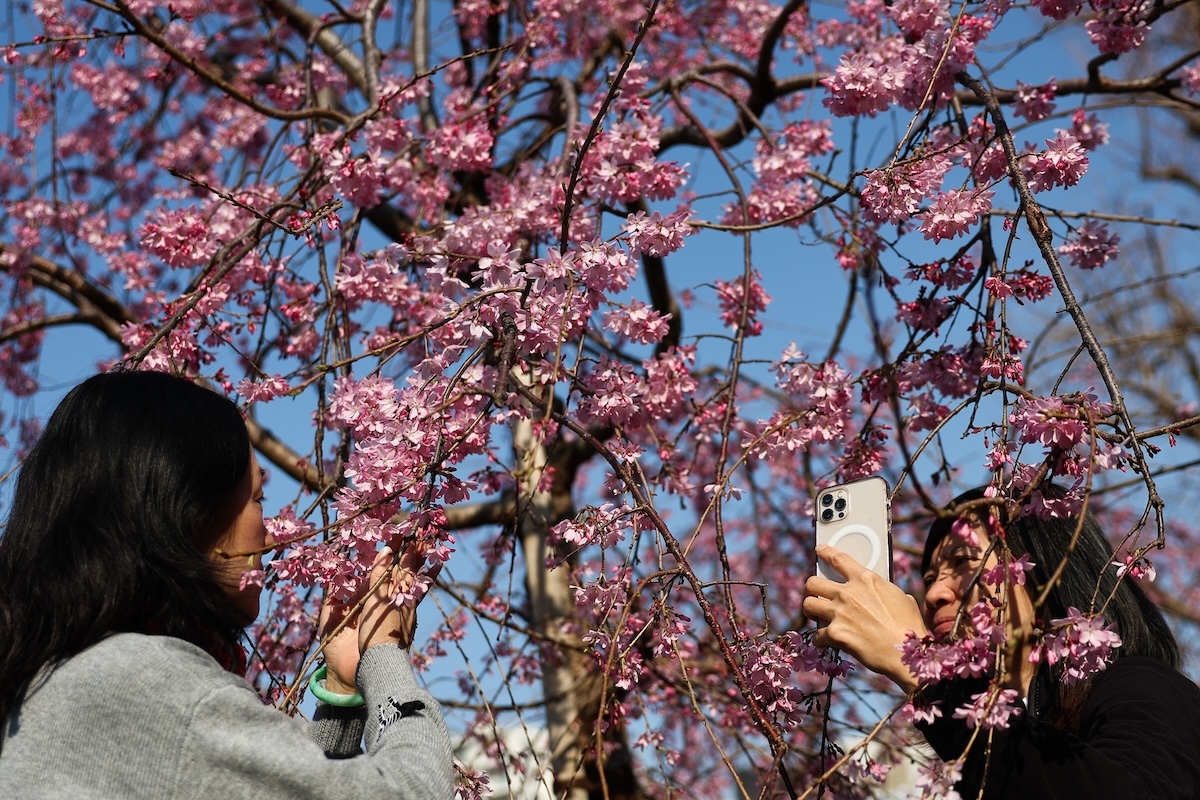 La difficoltà di prevedere la fioritura dei ciliegi in Giappone
