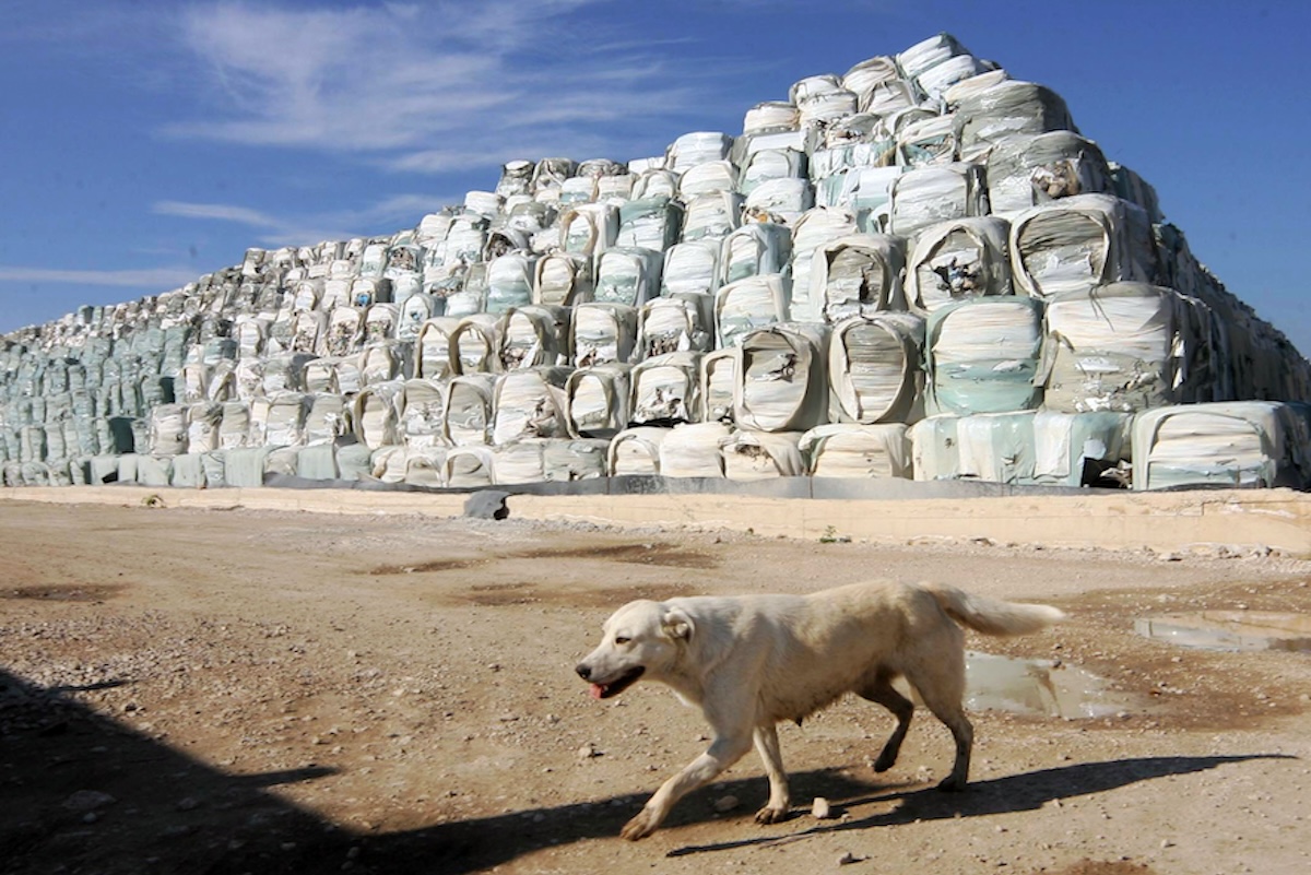 In Calabria un sindaco si è dimesso per i troppi cani randagi