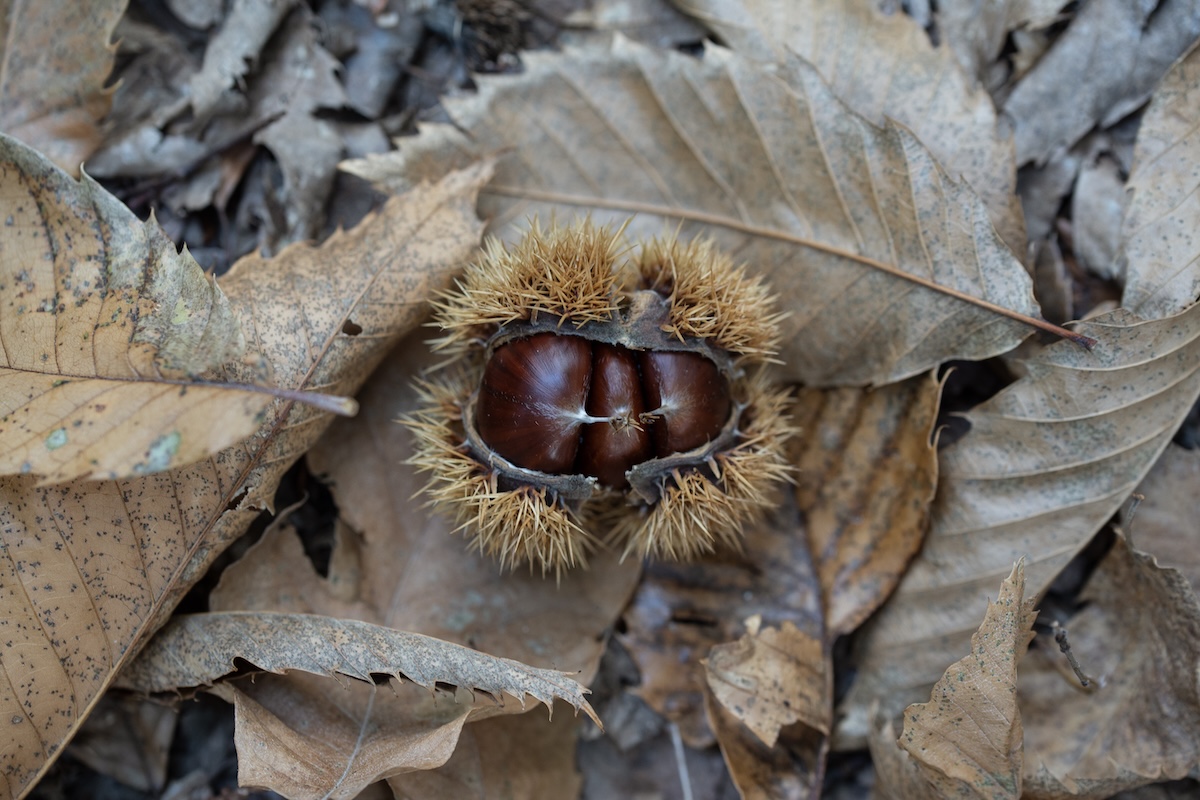 Non abbiamo ancora capito bene le emorroidi