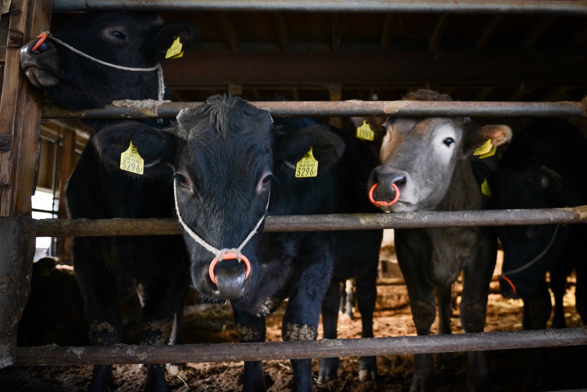 Per la carne di wagyu ormai i buoi sono scappati