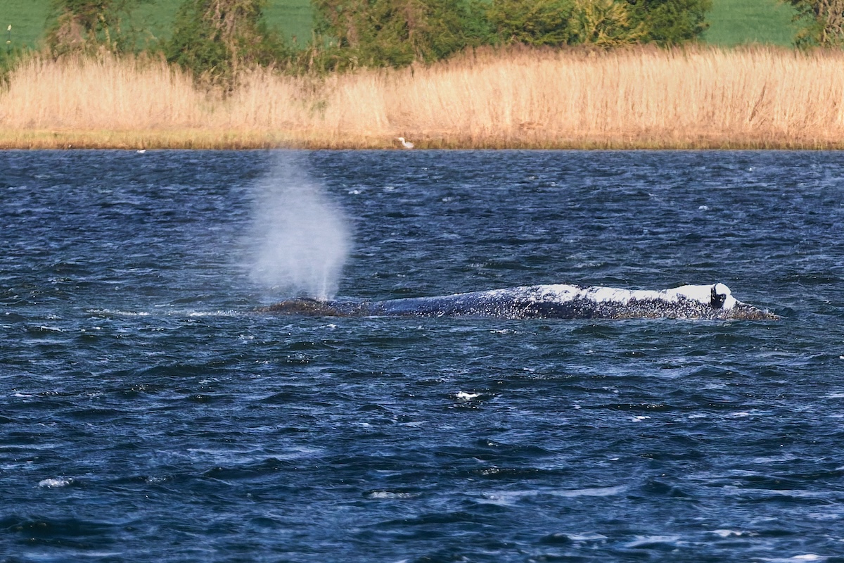 La megattera arenata nel mar Baltico è ancora lì