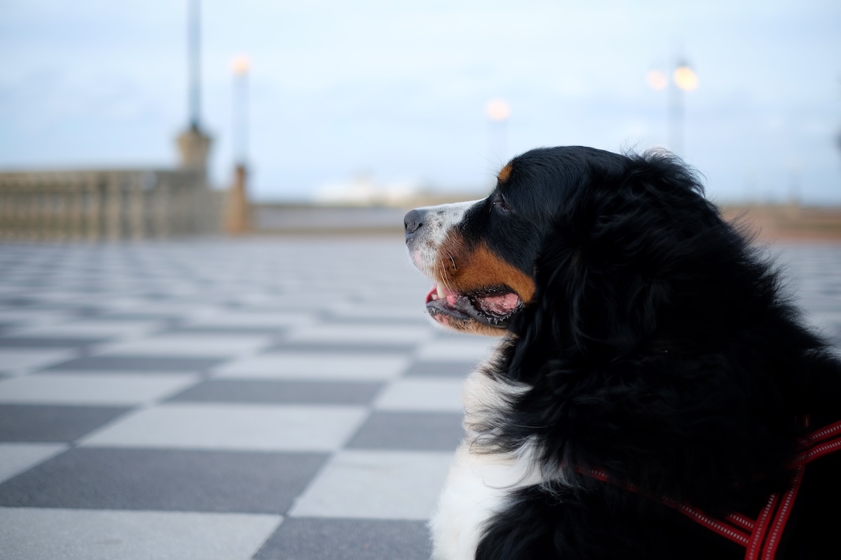 A Livorno sarà obbligatorio pulire anche la pipì dei propri cani