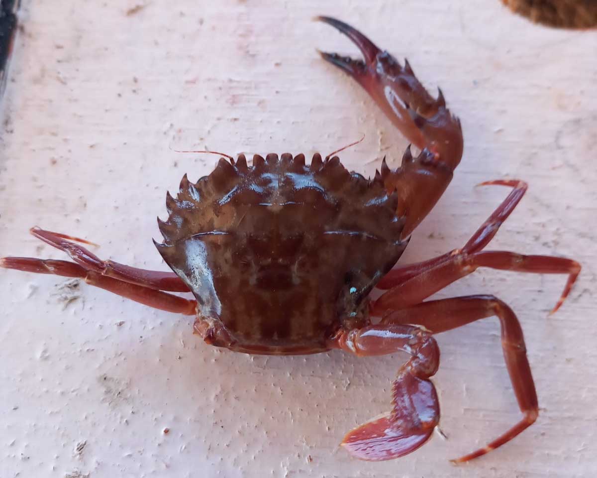 Dobbiamo preoccuparci anche del granchio rosso?