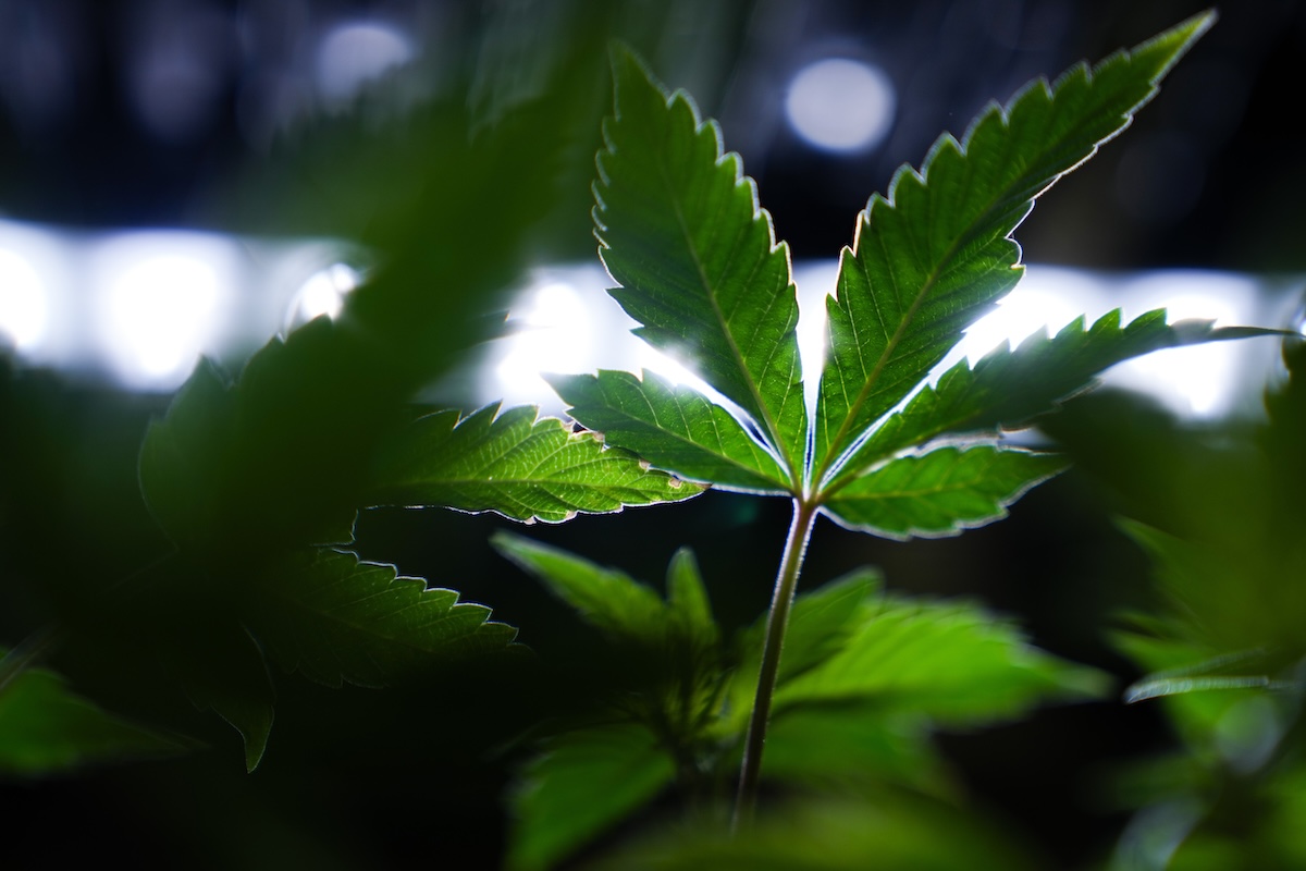 La cannabis fa davvero dormire meglio?