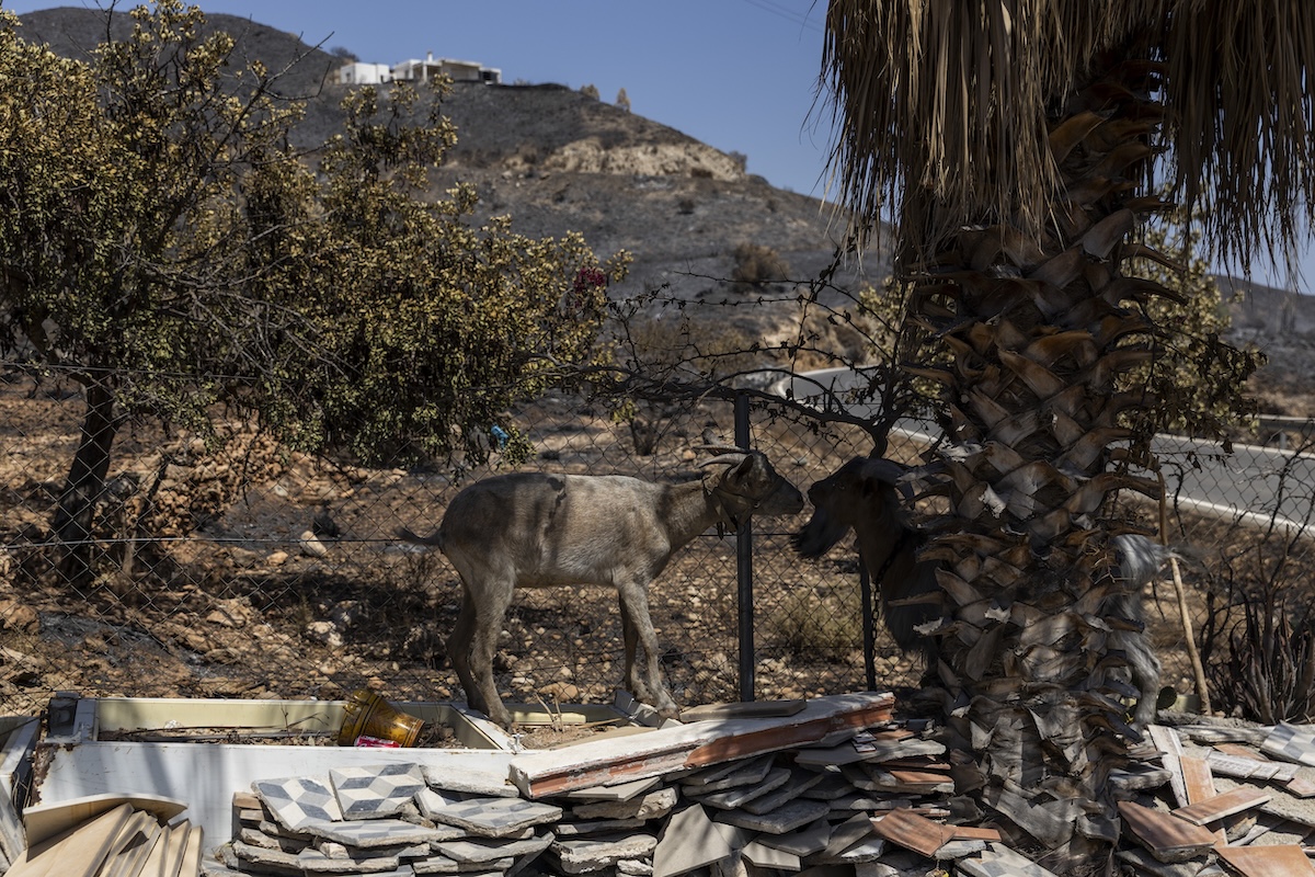 Le capre sono utili per prevenire gli incendi boschivi