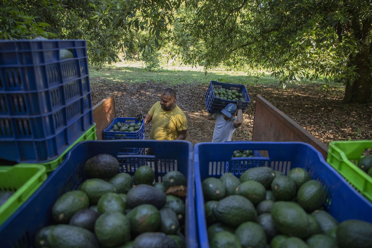 Il Messico ha dispiegato l’esercito per salvare le esportazioni di avocado