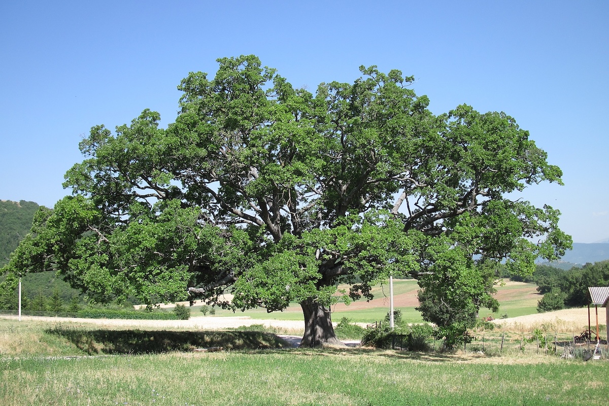 I nuovi alberi monumentali italiani