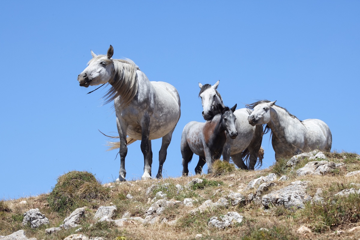 Cavalli fotografati sull'altopiano di Kruzi, in Bosnia Erzegovina, 13 agosto 2026 (REUTERS/Amel Emric)