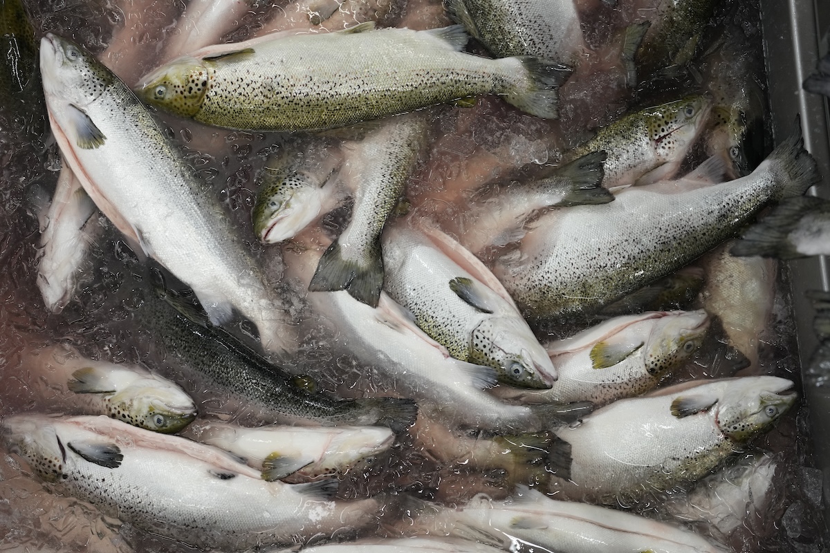 Mangiamo più salmone di quanto riusciamo a pescarne o allevarne