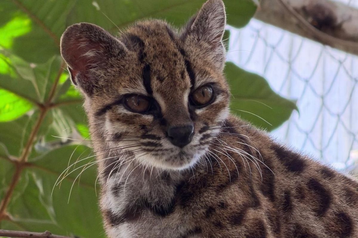 La prima nuova specie di felino in più di un secolo