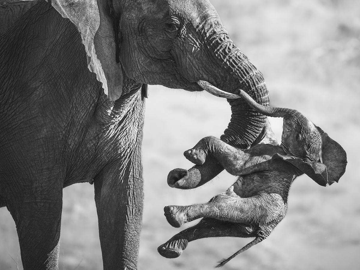 La foto che ha vinto il Wildlife Photographer of the Year