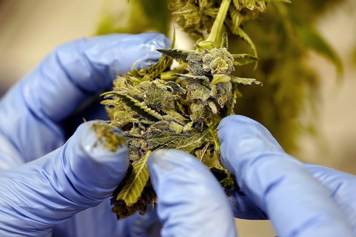 L’Italia rischia di restare ancora più a corto di cannabis per uso medico