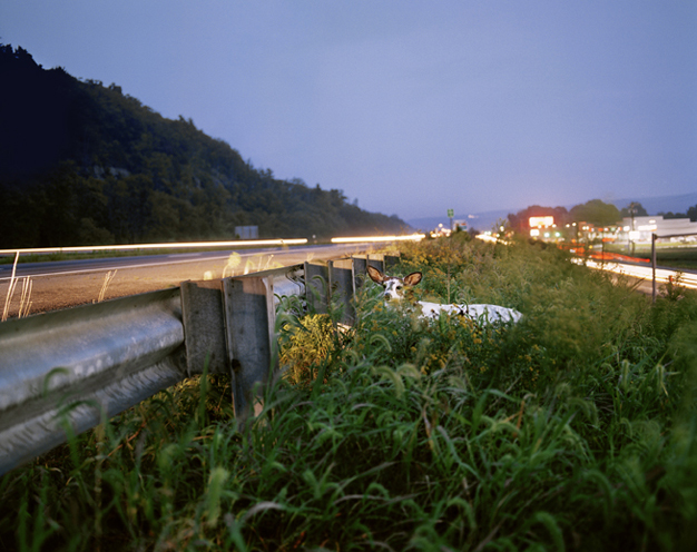 Addomesticati oppure impagliati?