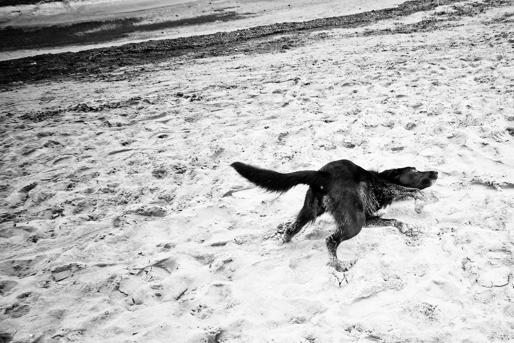 Randagi e Fieri (se non ora quando?)