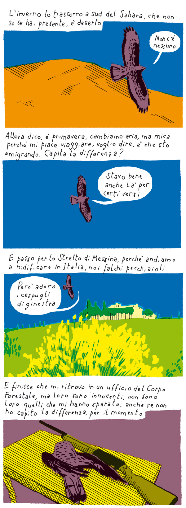 Il falco pecchiaiolo