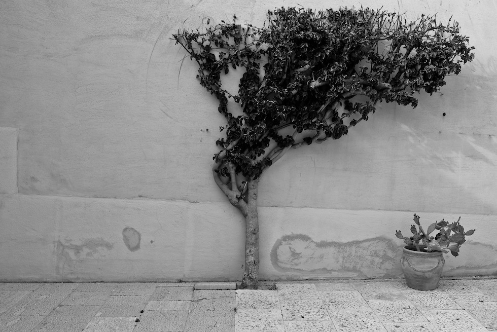 La strenua resistenza