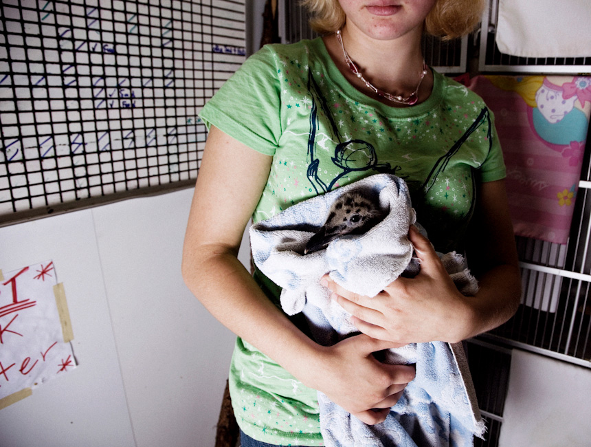 Baby Glaucous Winged Gull