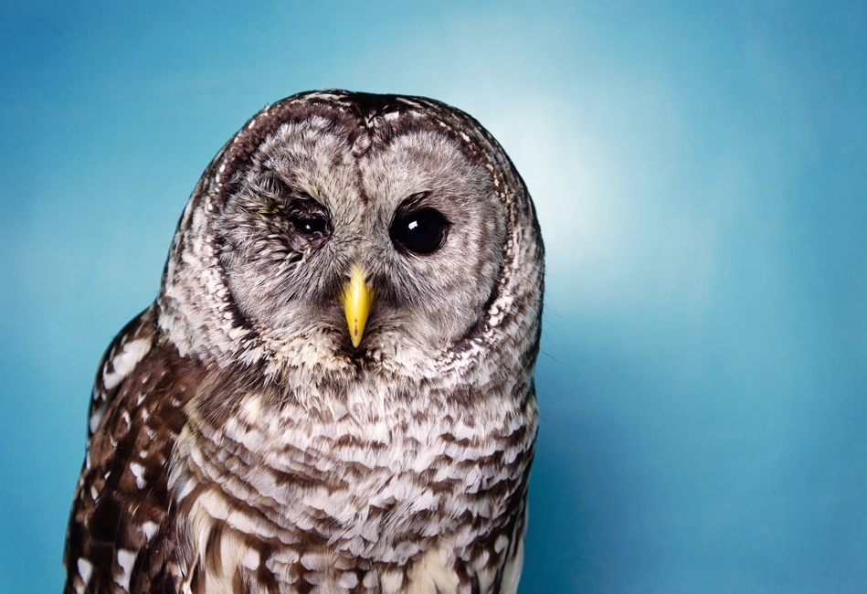 Barred Owl #2