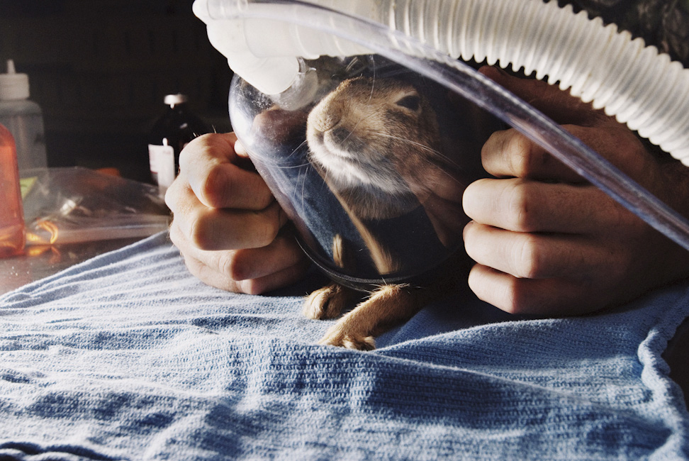 Cottontail Going To Heaven