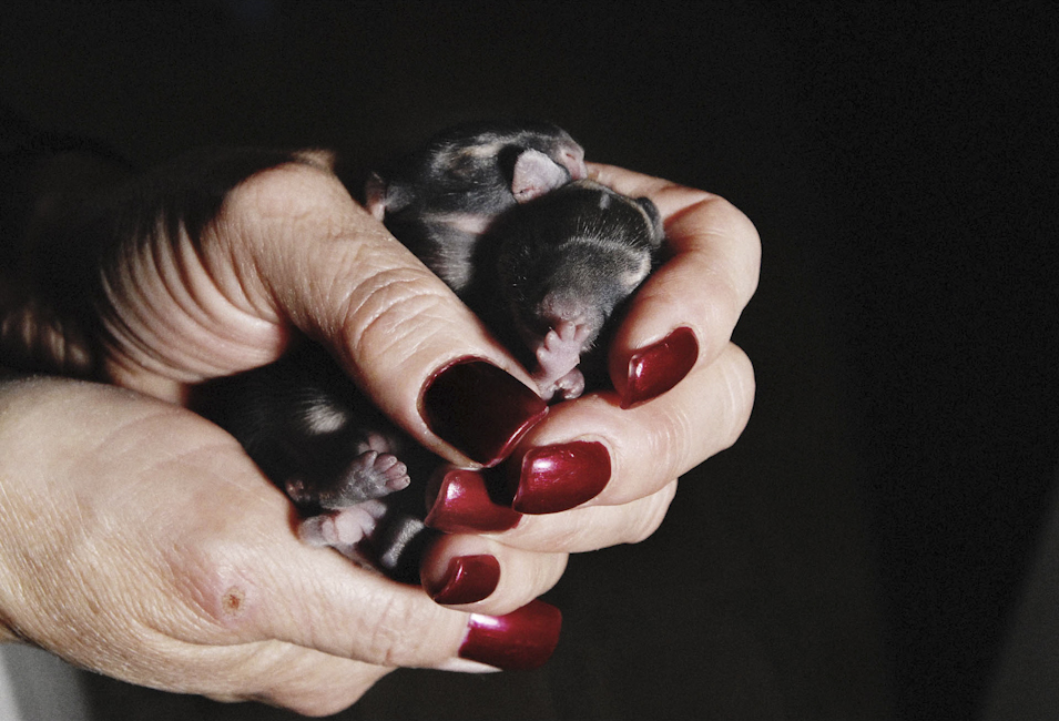 Baby Cottontails, 2007