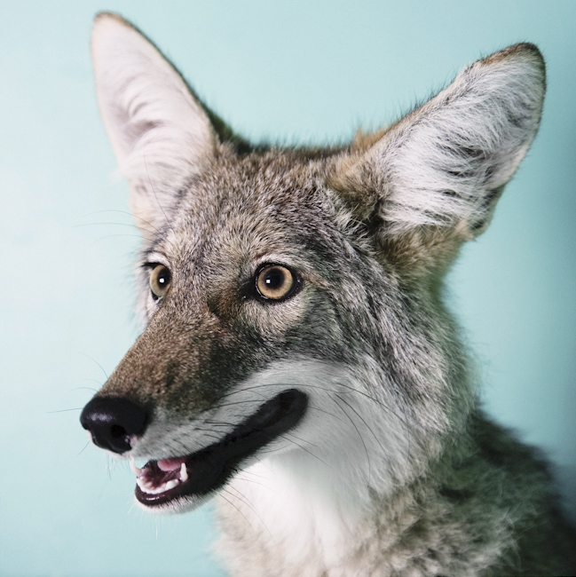 Coyote #1